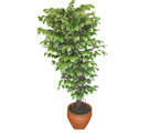Ficus zel Starlight 1,75 cm   zmit Seymen iek yolla , iek gnder , ieki  