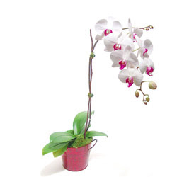  zmit Kefken cicek , cicekci  Saksida orkide