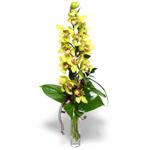  Kocaeli Hereke internetten iek siparii  cam vazo ierisinde tek dal canli orkide