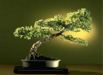 ithal bonsai saksi iegi  Kocaeli Yarmca iek online iek siparii 