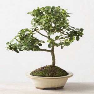 ithal bonsai saksi iegi  zmit Derince iek sat 