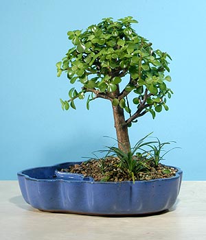 ithal bonsai saksi iegi  zmit Suadiye kaliteli taze ve ucuz iekler 