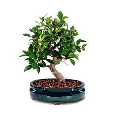 ithal bonsai saksi iegi  zmit Yenikent iek servisi , ieki adresleri 