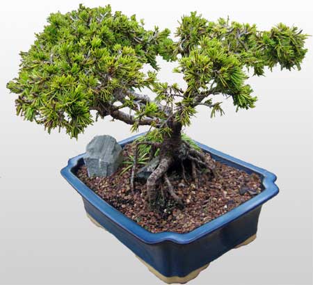 ithal bonsai saksi iegi  Kocaeli Yarmca iek online iek siparii 