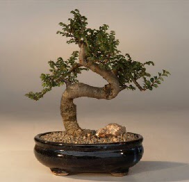 ithal bonsai saksi iegi  zmit enesuyu iek yolla 