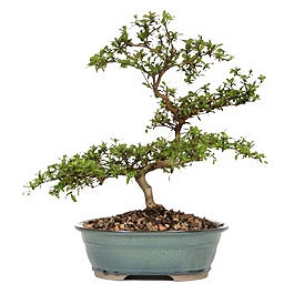  Kocaeli Hereke internetten iek siparii  ithal bonsai saksi iegi  Kocaeli Kandra iek siparii vermek 