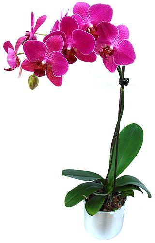  Kocaeli Yarmca iek online iek siparii  saksi orkide iegi