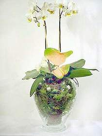 zmit Kurueme uluslararas iek gnderme  Cam yada mika vazoda zel orkideler