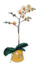  zmit Yzbalar online ieki , iek siparii  Phalaenopsis Orkide ithal kalite
