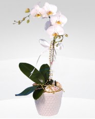 1 dall orkide saks iei  zmit Gzlementepe internetten iek sat 