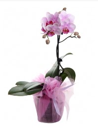 1 dal pembe orkide saks iei  zmit Eskihisar hediye iek yolla 