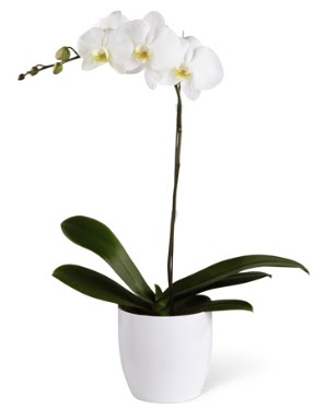 1 dall beyaz orkide  zmit enesuyu iek yolla 