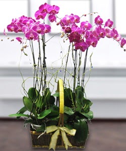 4 dall mor orkide  Kocaeli Gebze iieki maazas 
