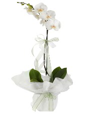 1 dal beyaz orkide iei  zmit ltepe yurtii ve yurtd iek siparii 