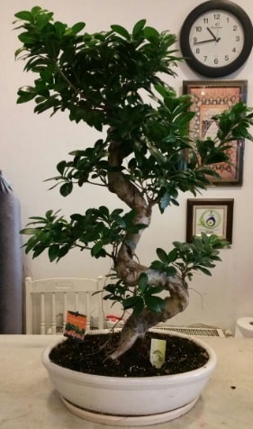 100 cm yksekliinde dev bonsai japon aac  Kocaeli Hereke internetten iek siparii 
