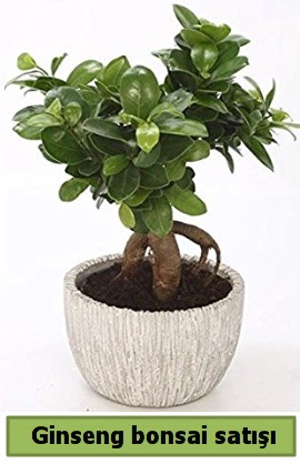 Ginseng bonsai japon aac sat  zmit Kullar cicekciler , cicek siparisi 