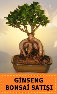 Ginseng bonsai sat japon aac  zmit Seymen iek yolla , iek gnder , ieki  