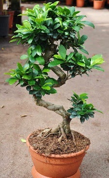 Orta boy bonsai saks bitkisi  zmit Yuvack gvenli kaliteli hzl iek 