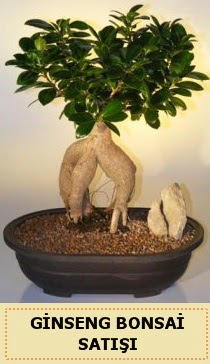 thal Ginseng bonsai sat japon aac  zmit Yenikent iek servisi , ieki adresleri 