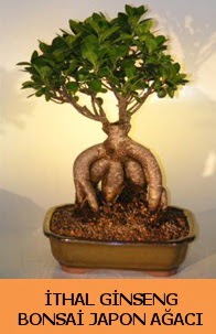 thal japon aac ginseng bonsai sat  Kocaeli Hereke internetten iek siparii 