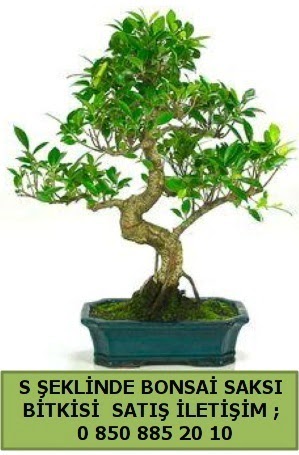 thal S eklinde dal erilii bonsai sat  zmit Kefken cicek , cicekci 
