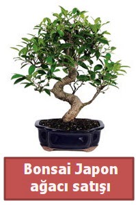 Japon aac bonsai sat  zmit Yenikent iek servisi , ieki adresleri 