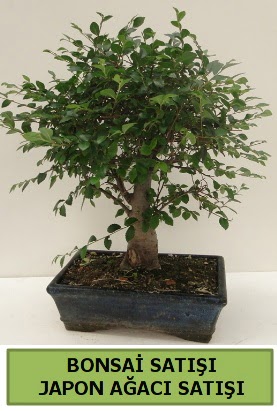Minyatr bonsai japon aac sat  Kocaeli Kandra iek siparii vermek 