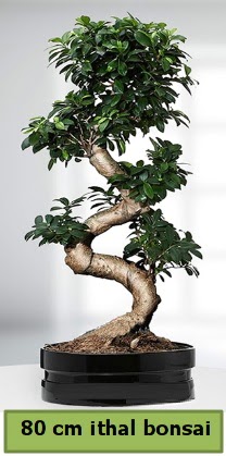 80 cm zel saksda bonsai bitkisi  zmit Kullar cicekciler , cicek siparisi 