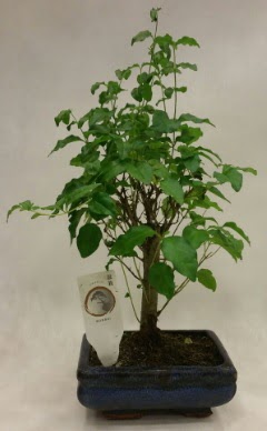 Minyatr bonsai japon aac sat  zmit Kullar cicekciler , cicek siparisi 