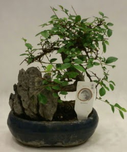 thal 1.ci kalite bonsai japon aac  zmit Kurueme uluslararas iek gnderme 