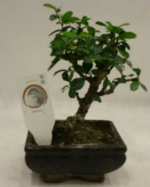 Kk minyatr bonsai japon aac  zmit Kefken cicek , cicekci 