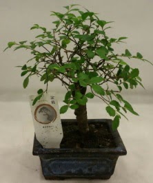 Minyatr ithal japon aac bonsai bitkisi  zmit Kurueme uluslararas iek gnderme 
