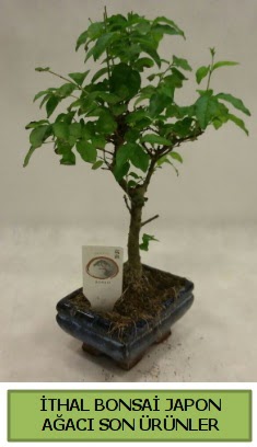 thal bonsai japon aac bitkisi  zmit Deirmendere ieki telefonlar 