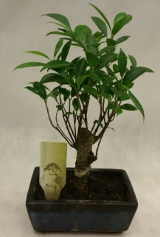 Japon aac bonsai bitkisi sat  zmit Kullar cicekciler , cicek siparisi 