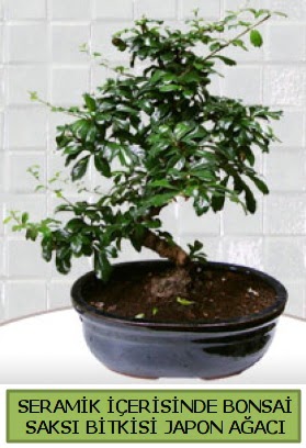 Seramik vazoda bonsai japon aac bitkisi  zmit Yenikent iek servisi , ieki adresleri 
