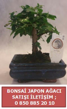 Japon aac minyar bonsai sat  zmit Kurueme uluslararas iek gnderme 
