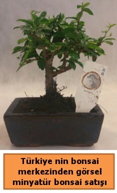 Japon aac bonsai sat ithal grsel  Kocaeli Karamrsel online iek gnderme sipari 