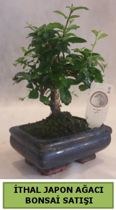 thal japon aac bonsai bitkisi sat  zmit Kullar cicekciler , cicek siparisi 