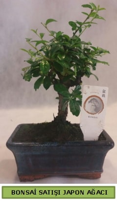 Minyatr bonsai aac sat  zmit Kefken cicek , cicekci 