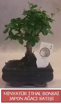 Kk grsel bonsai japon aac bitkisi  zmit Krfez 14 ubat sevgililer gn iek 