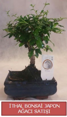 thal kk boy minyatr bonsai aa bitkisi  zmit Kullar cicekciler , cicek siparisi 
