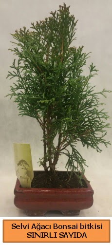 Selvi aac bonsai japon aac bitkisi  zmit Kurueme uluslararas iek gnderme 