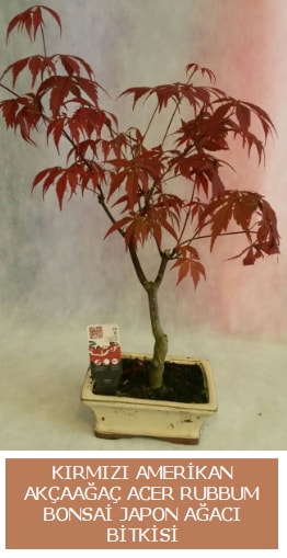 Amerikan akaaa Acer Rubrum bonsai  zmit Alikahya iek gnderme sitemiz gvenlidir 