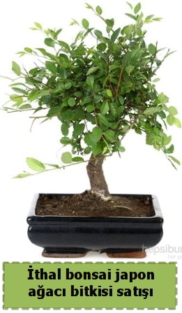 thal bonsai saks iei Japon aac sat  Kocaeli Hereke internetten iek siparii 