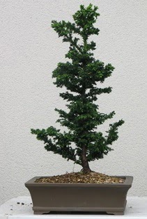 am aac bonsai bitkisi sat  zmit Kullar cicekciler , cicek siparisi 