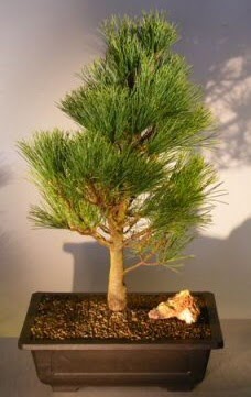 am aac japon aac bitkisi bonsai  zmit Kullar cicekciler , cicek siparisi 