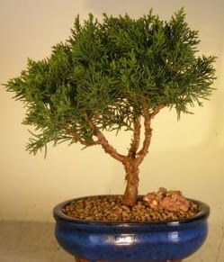 Servi am bonsai japon aac bitkisi  Kocaeli Karamrsel online iek gnderme sipari 