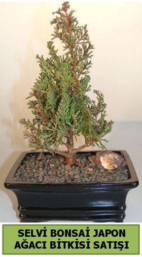 Selvi am japon aac bitkisi bonsai  zmit Kullar cicekciler , cicek siparisi 