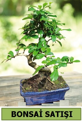 am bonsai japon aac sat  zmit Kurueme uluslararas iek gnderme 