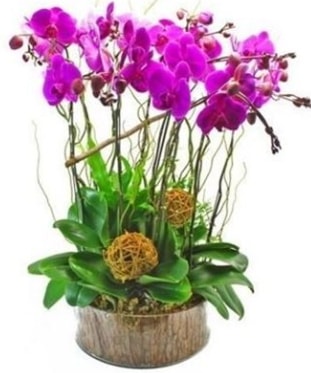 Ahap ktkte lila mor orkide 8 li  Kocaeli Yahyakaptan iek maazas , ieki adresleri 